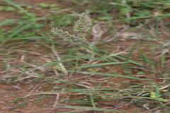 Eragrostis viscosa